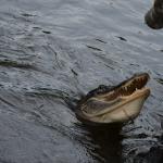 OTRA2014_1602 (September 03, 2014)